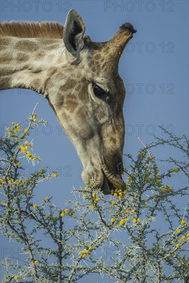 Angolan giraffe