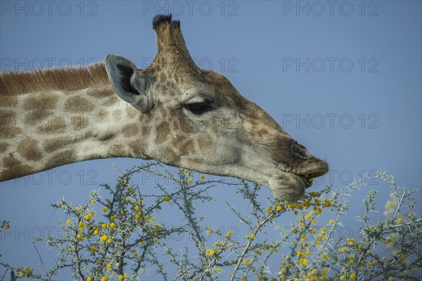 Angolan giraffe