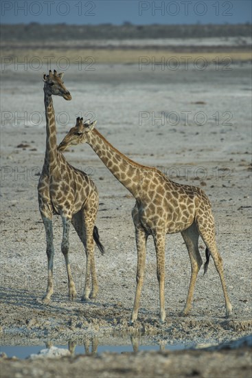 Angolan giraffes