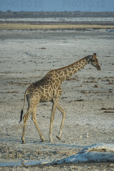 Angolan giraffe