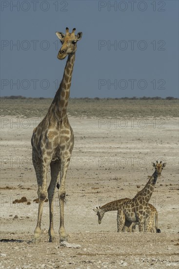 Angolan giraffes