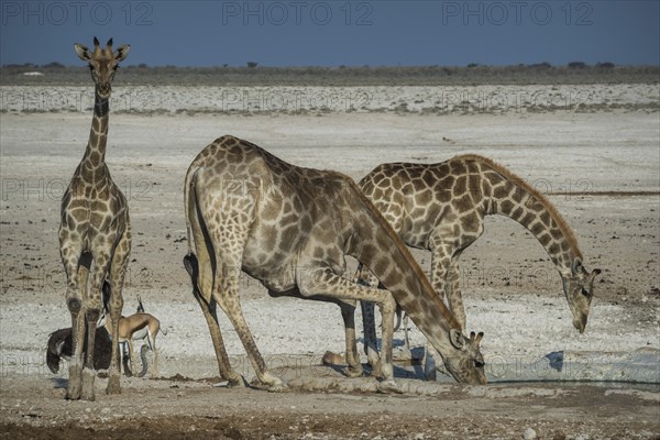 Angolan giraffes