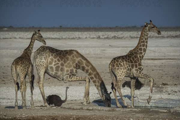 Angolan giraffes