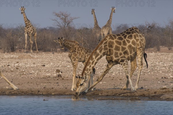 Angolan giraffes