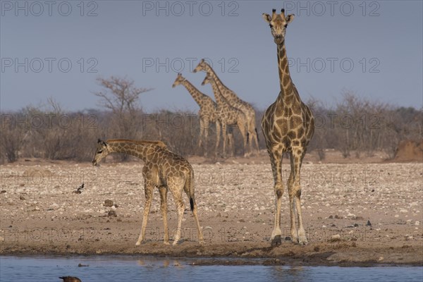 Angolan giraffes