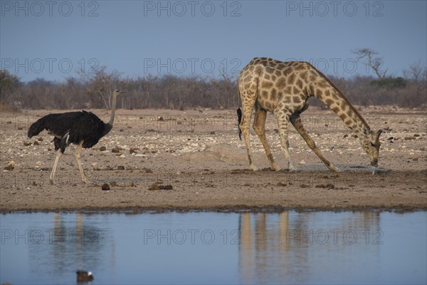 Angolan giraffe