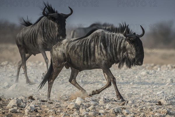 Blue wildebeests