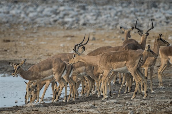 Black-faced impalas