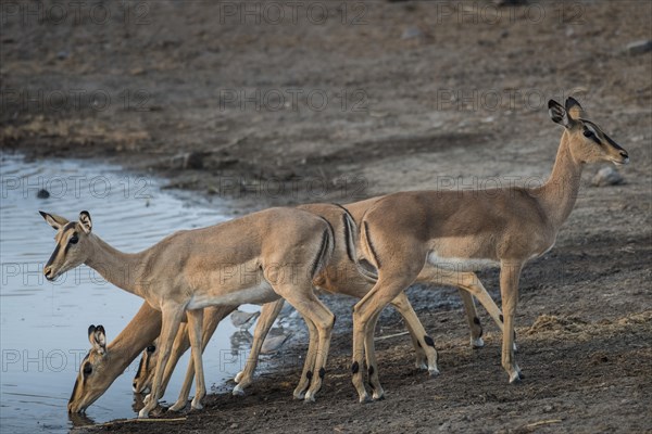 Black-faced impalas