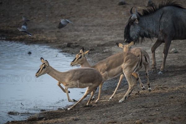 Black-faced impalas