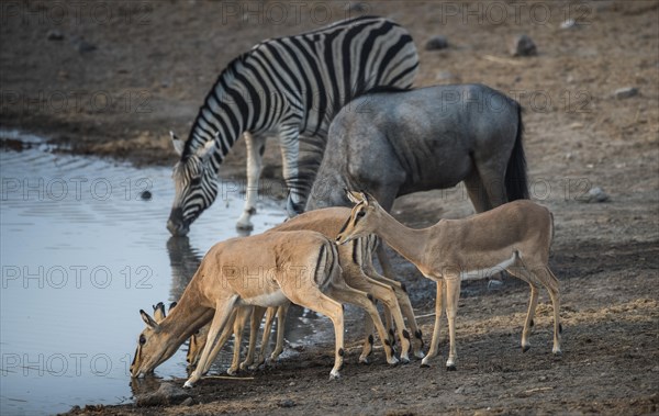 Black-faced impalas