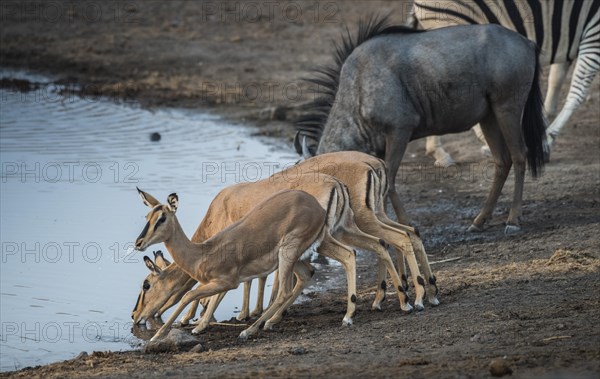 Black-faced impalas