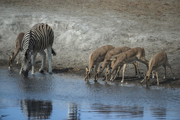 Black-faced impalas