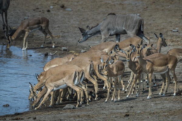 Black-faced impalas