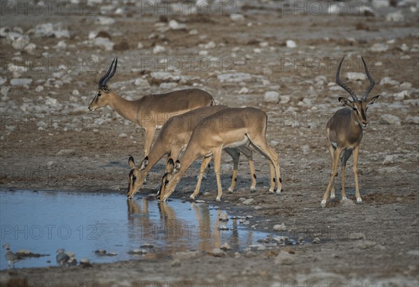 Black-faced impalas