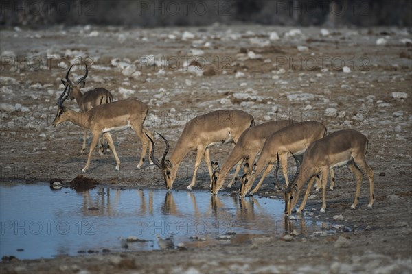 Black-faced impalas