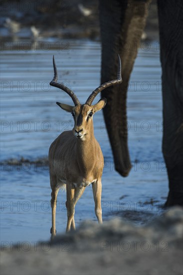 Black-faced impala