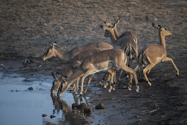 Black-faced impalas