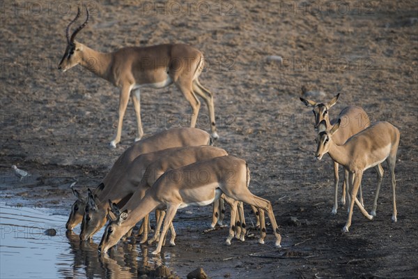 Black-faced impalas