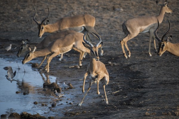 Black-faced impalas