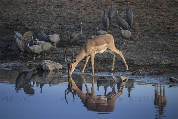 Black-faced impala