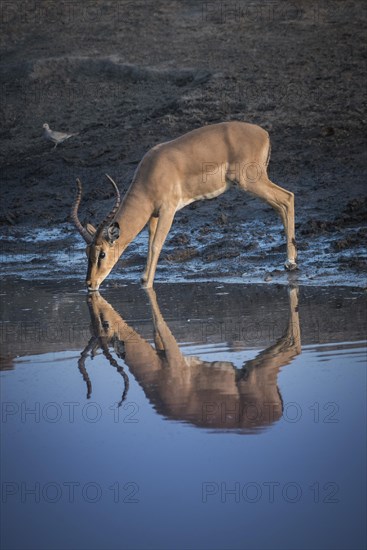 Black-faced impala