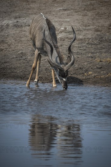 Greater kudu