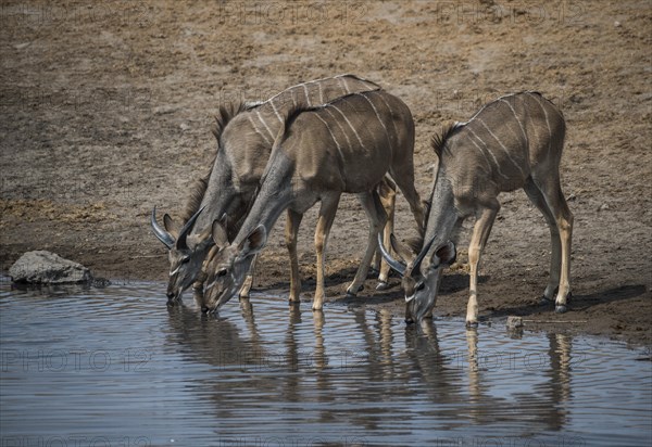 Greater kudu