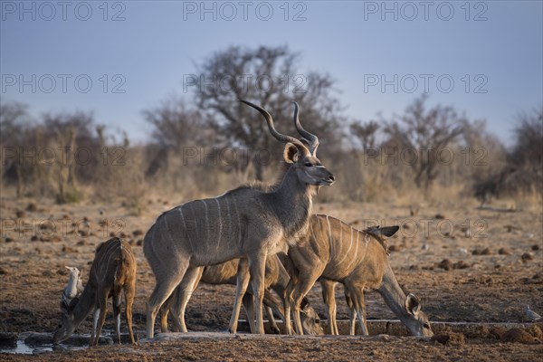 Greater kudu