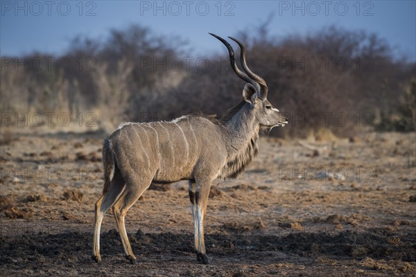 Greater kudu