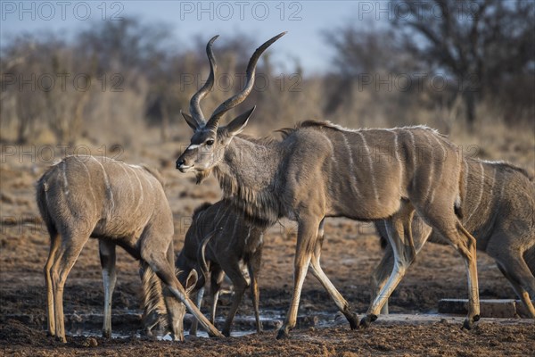 Greater kudu