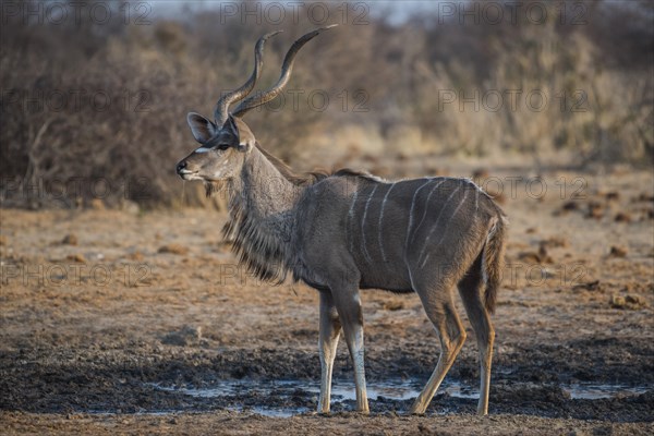 Greater kudu