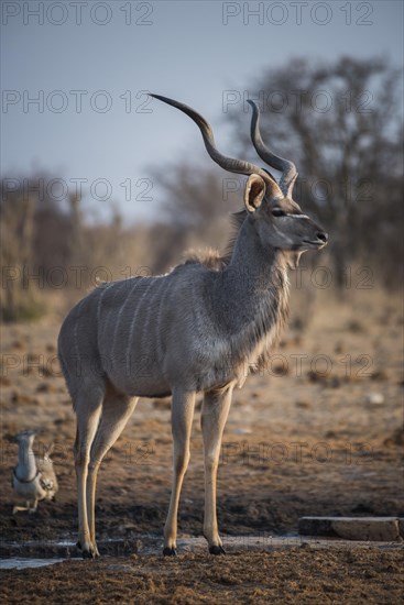 Greater kudu