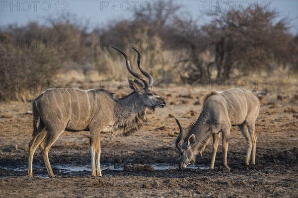 Greater kudu