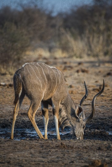 Greater kudu