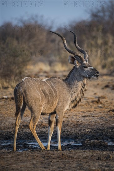 Greater kudu