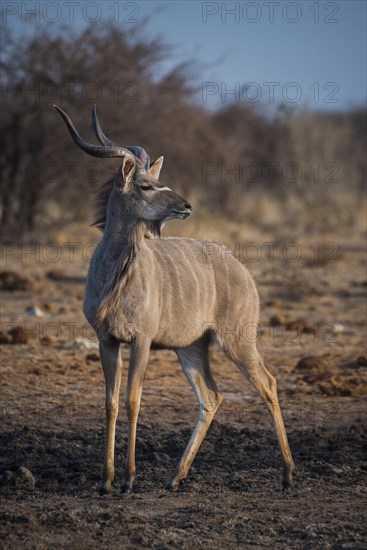 Greater kudu