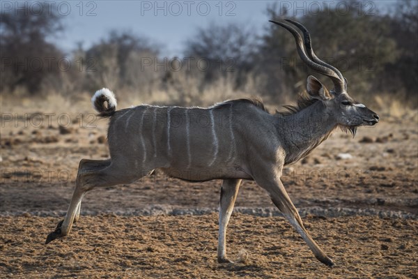 Greater kudu