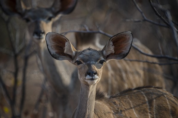 Greater kudu