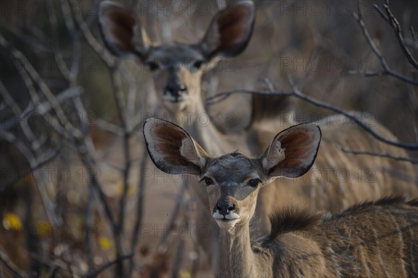 Greater kudu