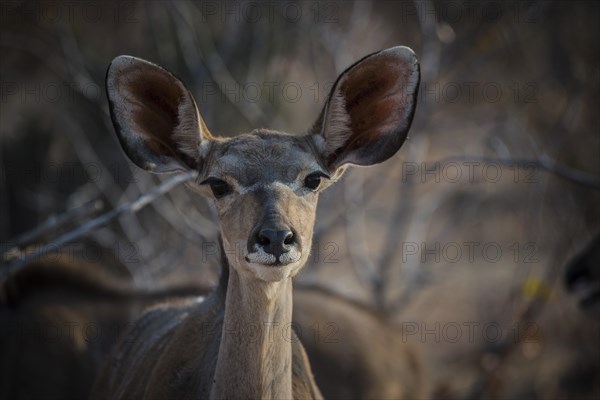 Greater kudu