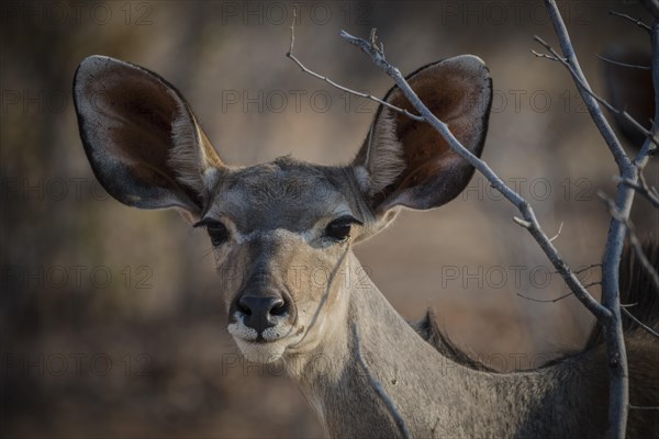 Greater kudu