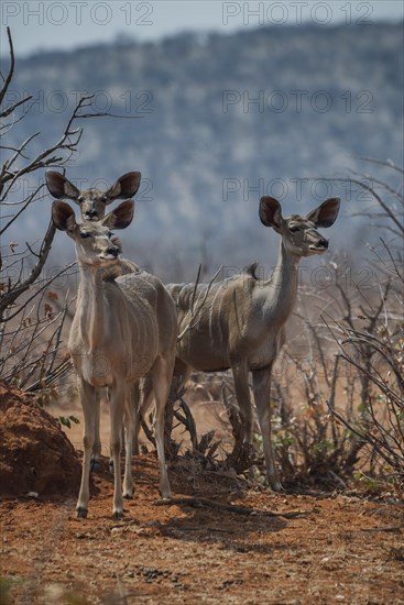 Greater kudu