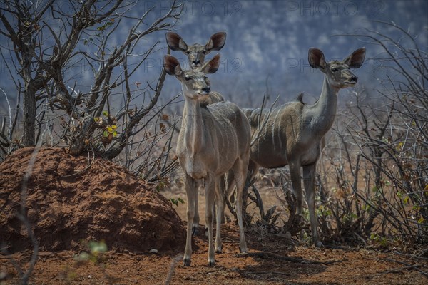 Greater kudu