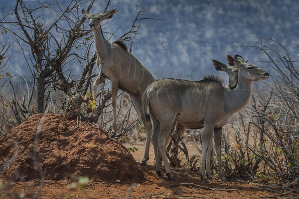 Greater kudu