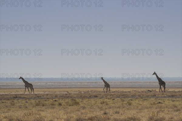 Giraffes