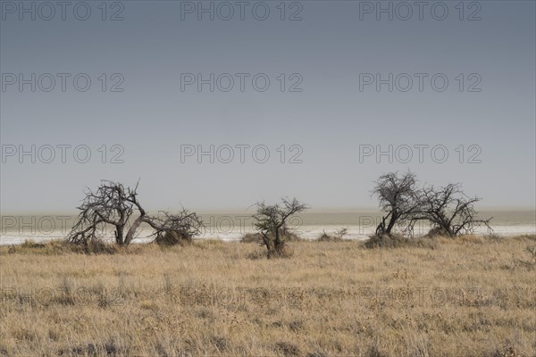 Landscape on the edge of the Etosha Pan