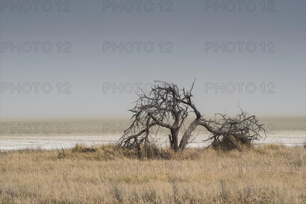 Landscape on the edge of the Etosha Pan