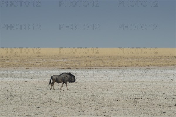 Blue wildebeest