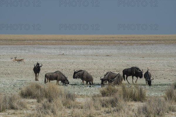 Blue wildebeests